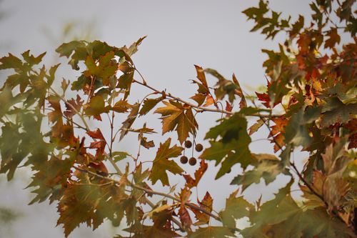 Free Close-up of autumn-colored plane tree leaves in Marışlı, Azerbaijan, capturing the essence of fall. Stock Photo
