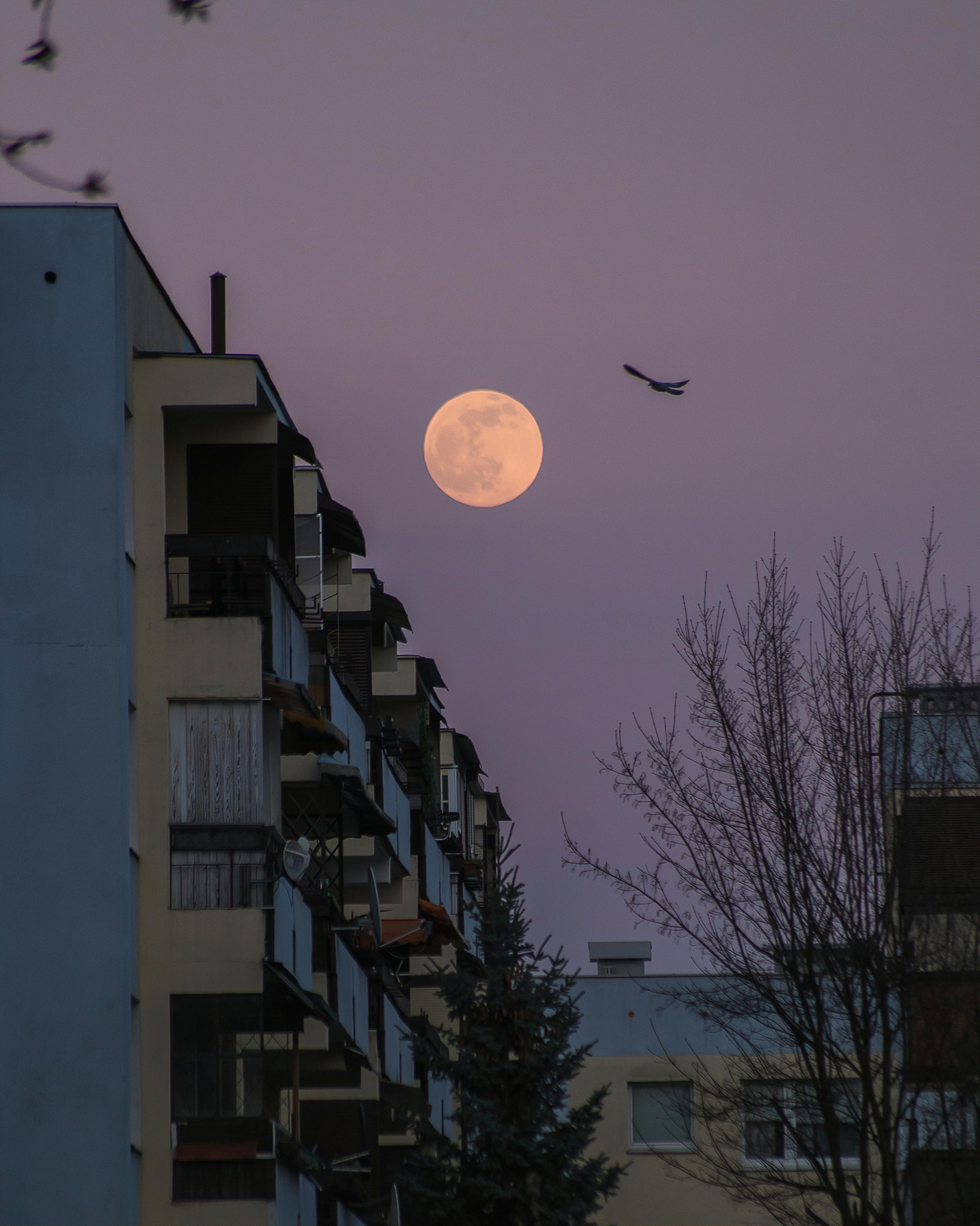 Beautiful view of the full moon rising over residential buildings in Konin, Poland during twilight.