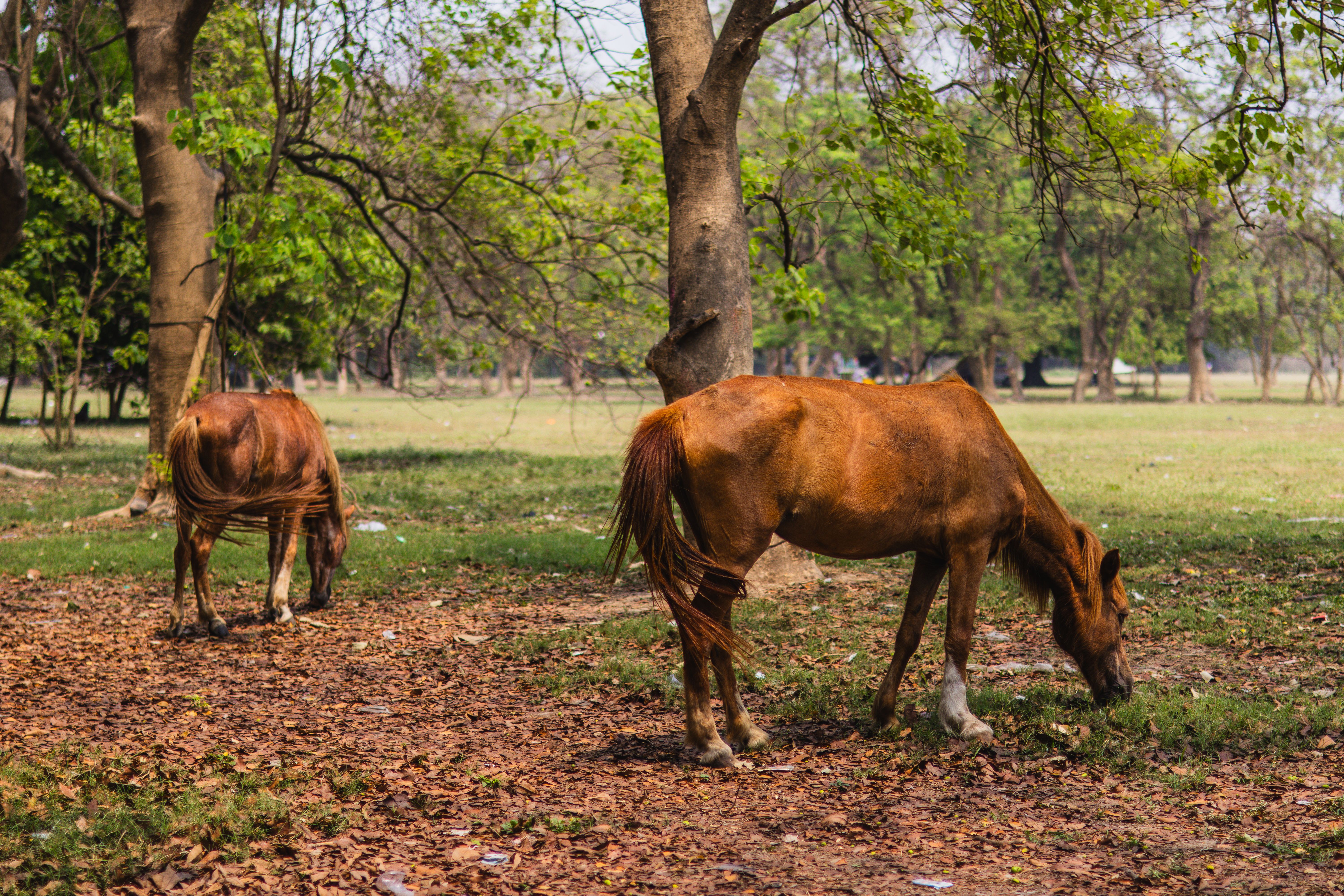nag horse