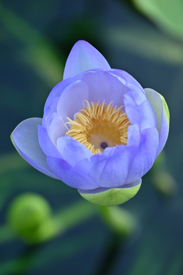 Blue Lotus