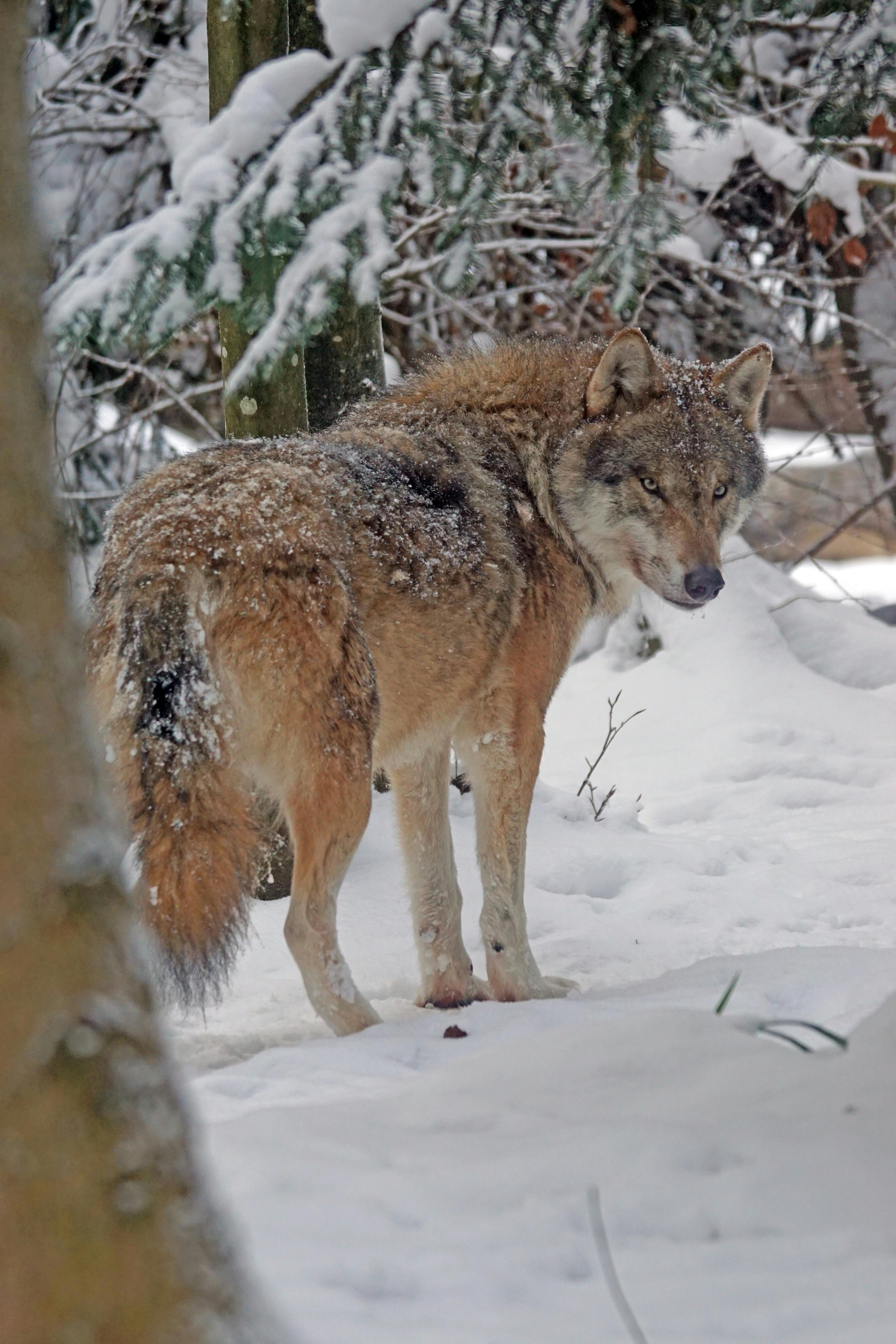 Free stock photo of attention, canis lupus, carnivores