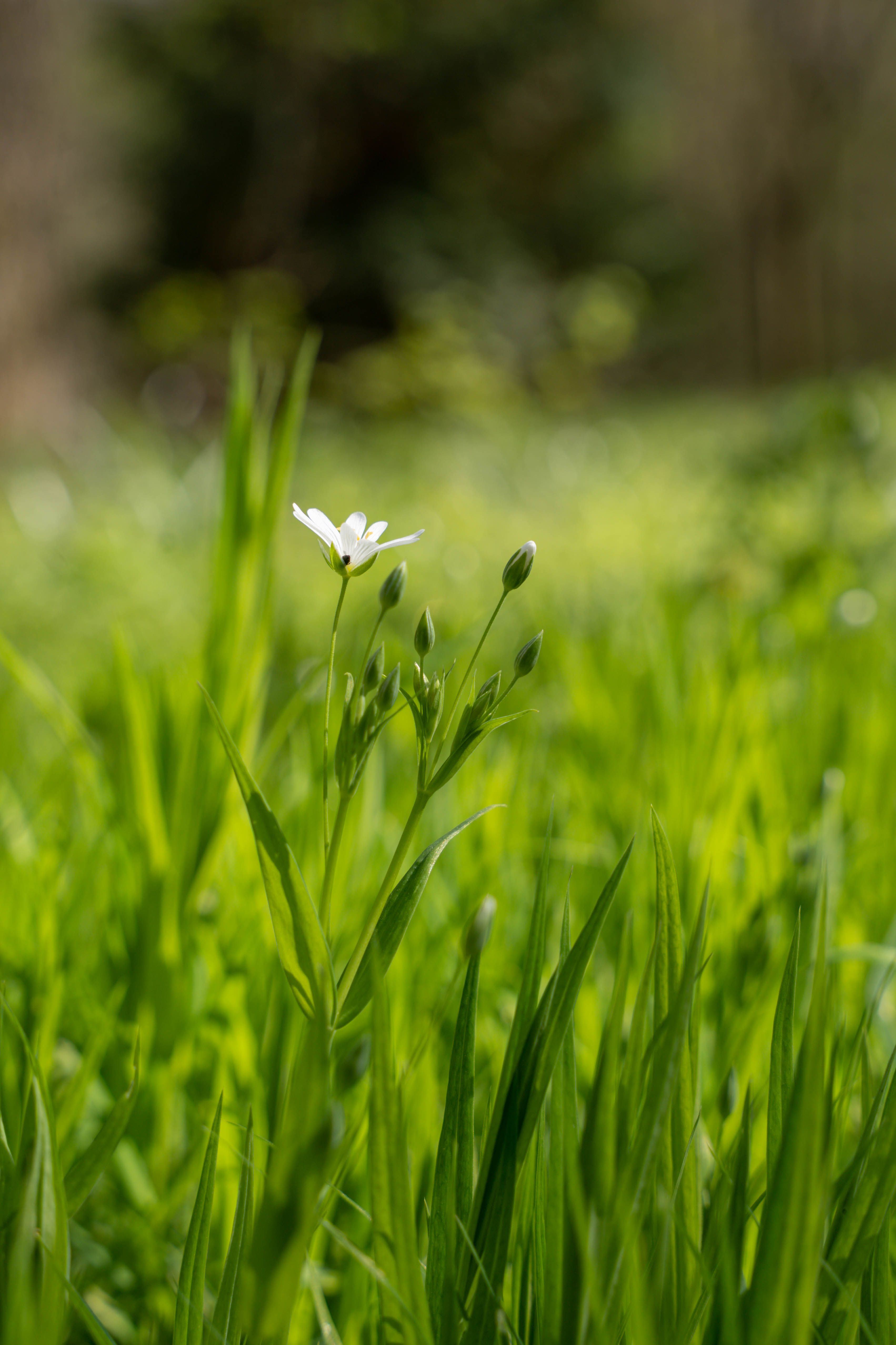 Wildflower Blooming in Lush Green Meadow · Free Stock Photo
