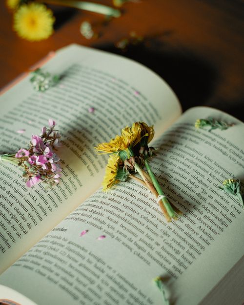 Free Open book with colorful pressed flowers scattered on pages, creating a nostalgic, tranquil vibe. Stock Photo