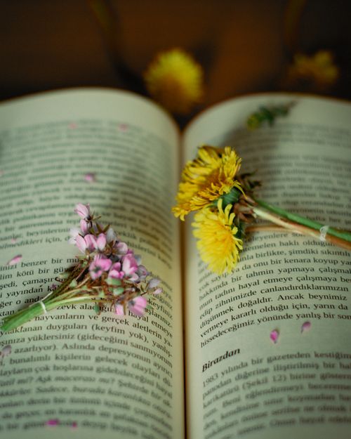 Free Delicate flowers resting on open pages, symbolizing poetic nature and tranquility. Stock Photo