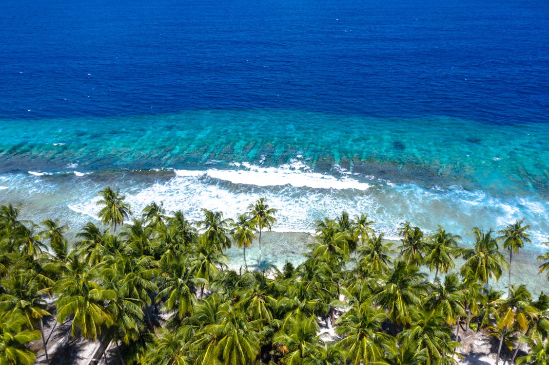 Pohon Palem Hijau Dan Perairan