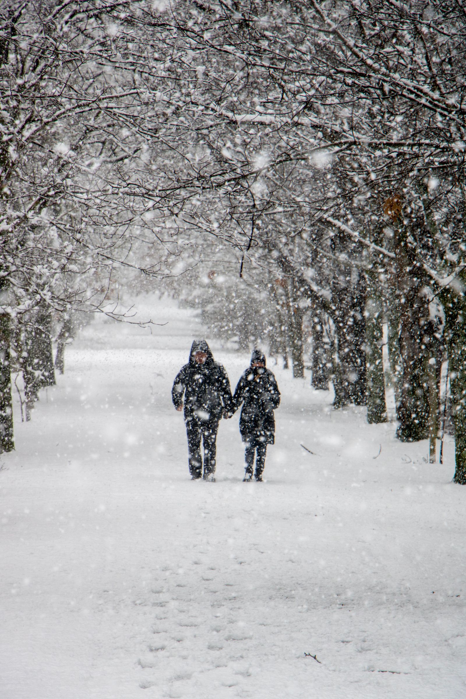 January Snow Photos, Download The BEST Free January Snow Stock Photos ...