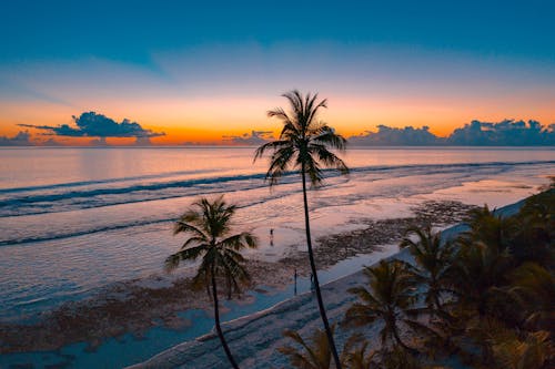 Palm Trees Near Seashore