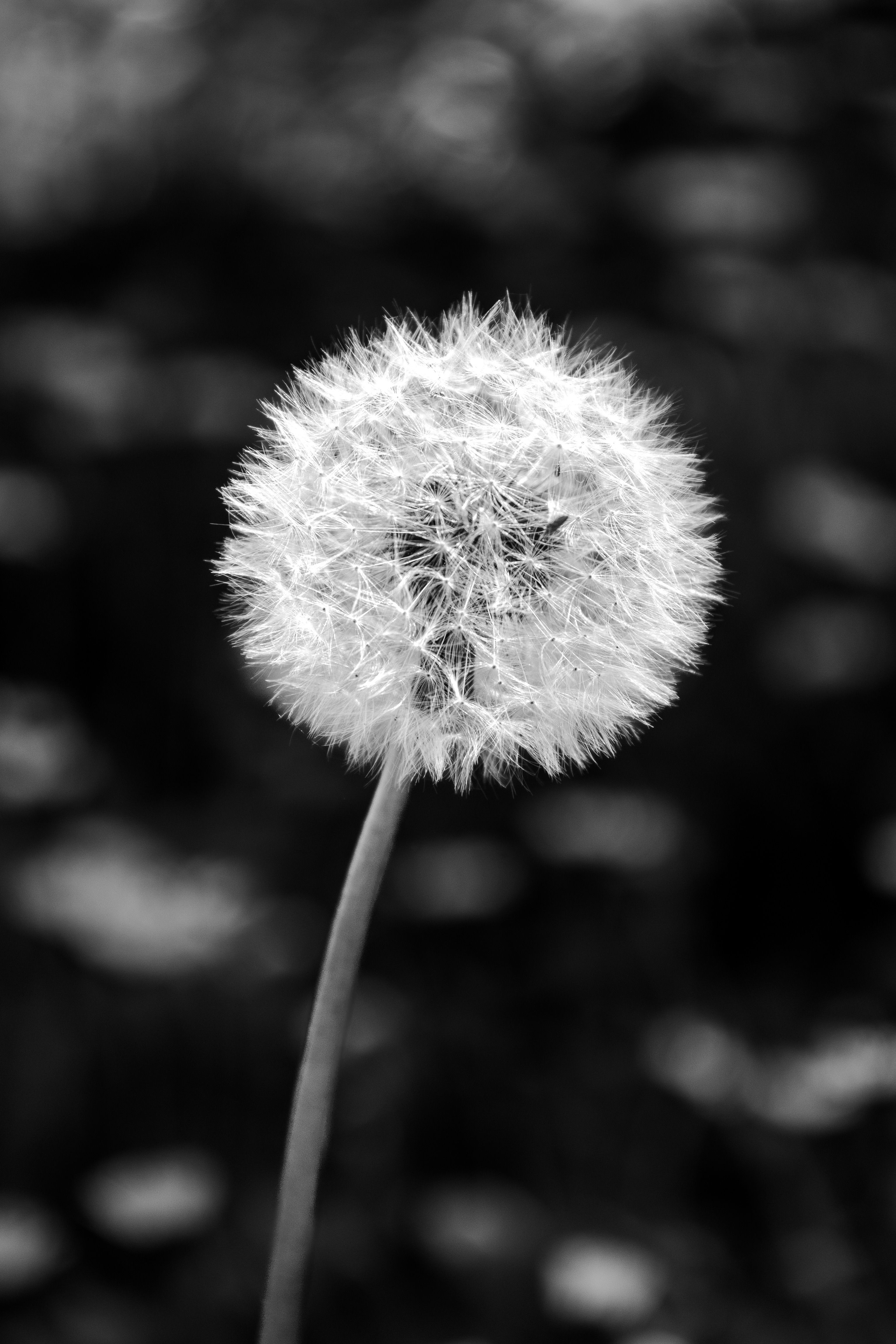 A detailed black and white photo of a dandelion seed head with a blurred background.