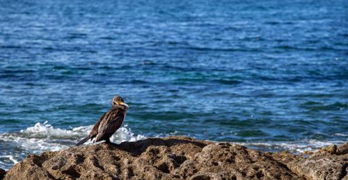 Free A lone cormorant sits on rocky shoreline with ocean waves behind. Stock Photo