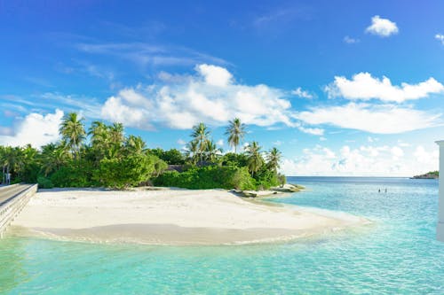 Green Palm Trees and Seashore