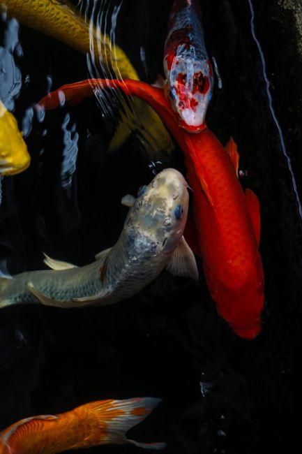Colorful koi fish swimming gracefully in a serene pond, showcasing their natural beauty and vibrant colors.