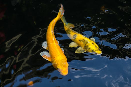 Two vibrant yellow koi fish gracefully swim in a tranquil pond, reflecting sunlight on the water's surface.