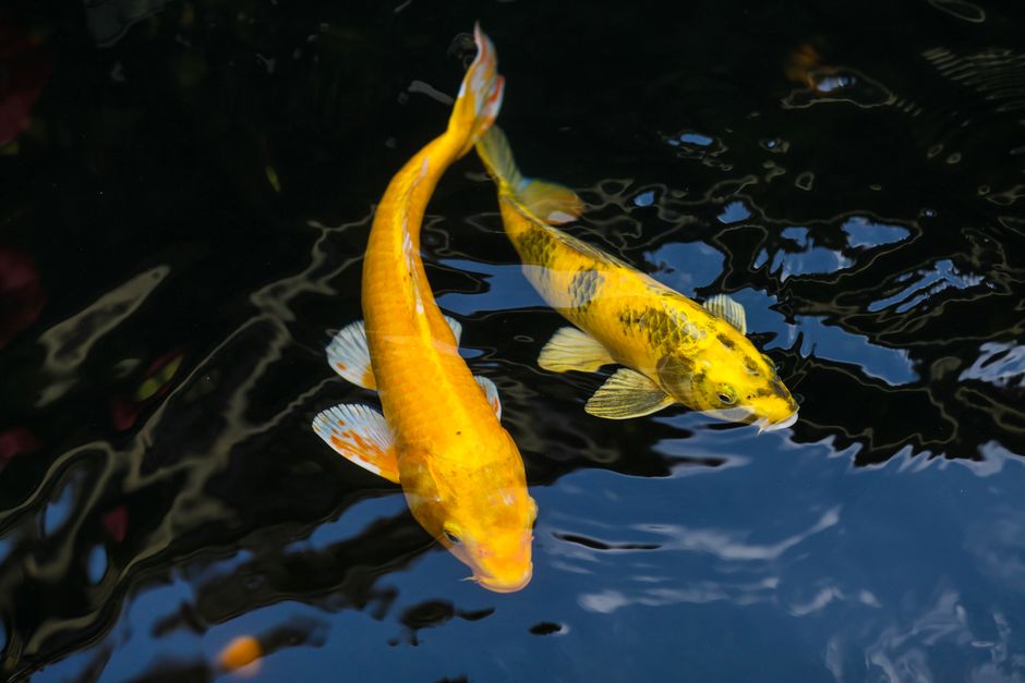 Two vibrant yellow koi fish gracefully swim in a tranquil pond, reflecting sunlight on the water's surface.