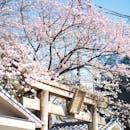 Cherry Blossoms at Kobe Shinto Shrine