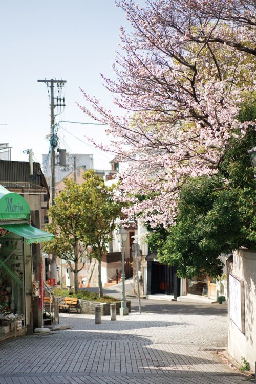 Free Sunlit street in Kobe, Japan lined with cherry blossoms. Perfect for travel and culture themes. Stock Photo