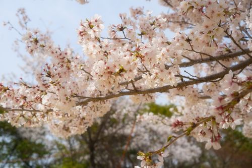 Free Serene cherry blossoms in full bloom against a blue sky in Kobe, Japan, capturing spring's beauty. Stock Photo