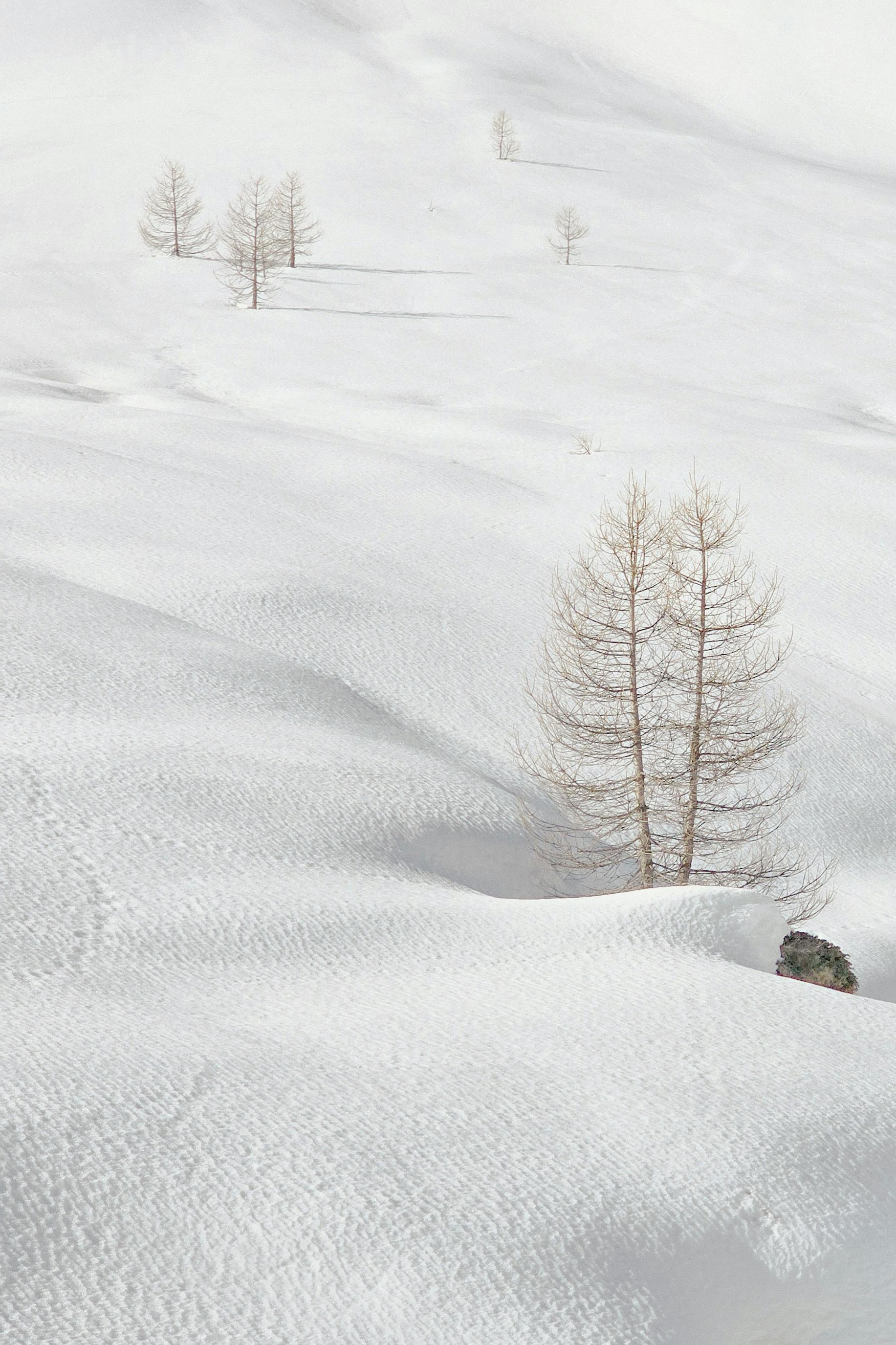 Peaceful snowy landscape with sparse trees and undulating hills, capturing the essence of winter.