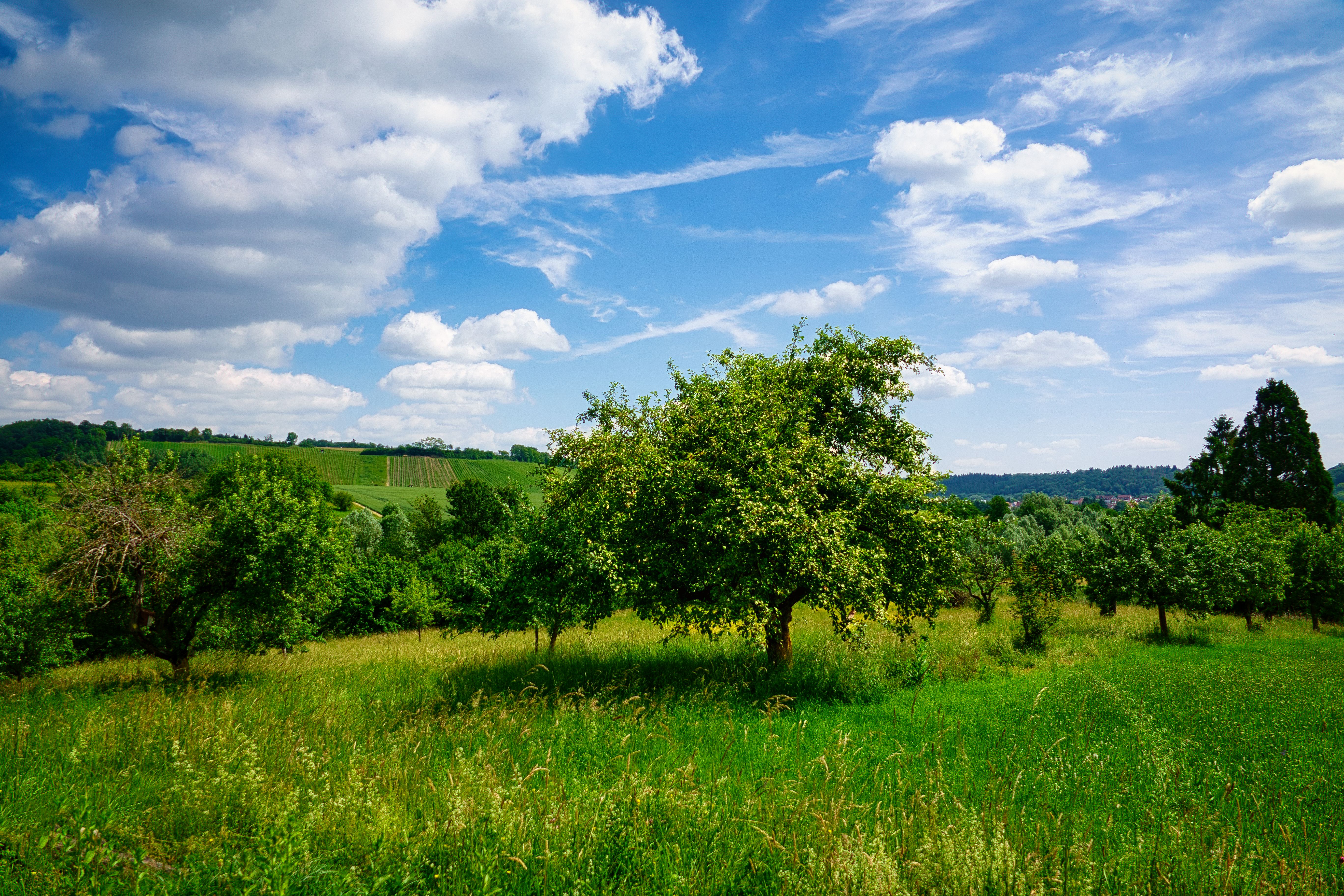 Idyllic view of green orchard under a vibrant blue sky in Pforzheim, Germany, showcasing natural beauty.
