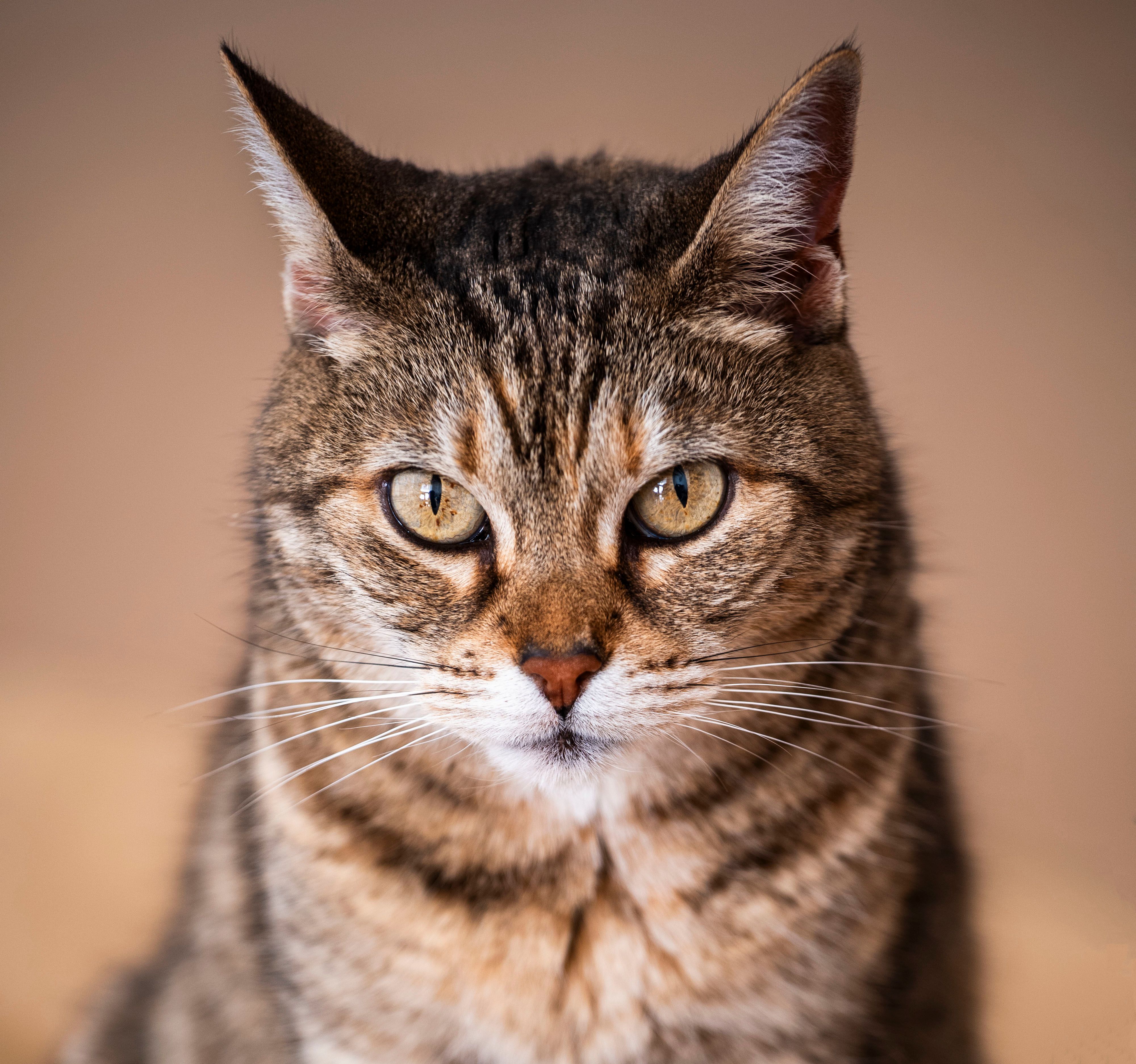 Veterinary care for a cat
