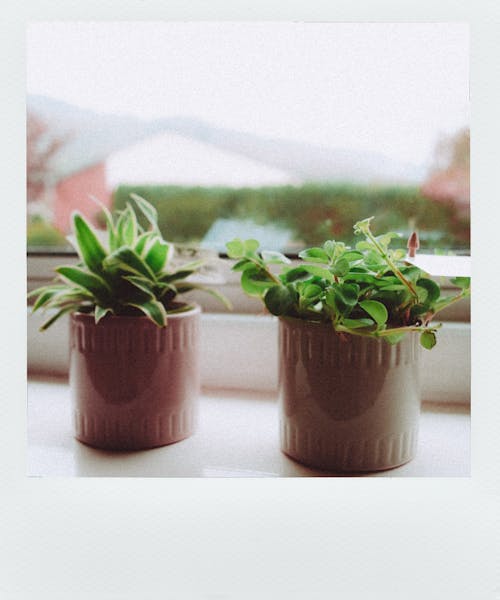 Foto Von Zwei Topfpflanzen Durch Fensterbank