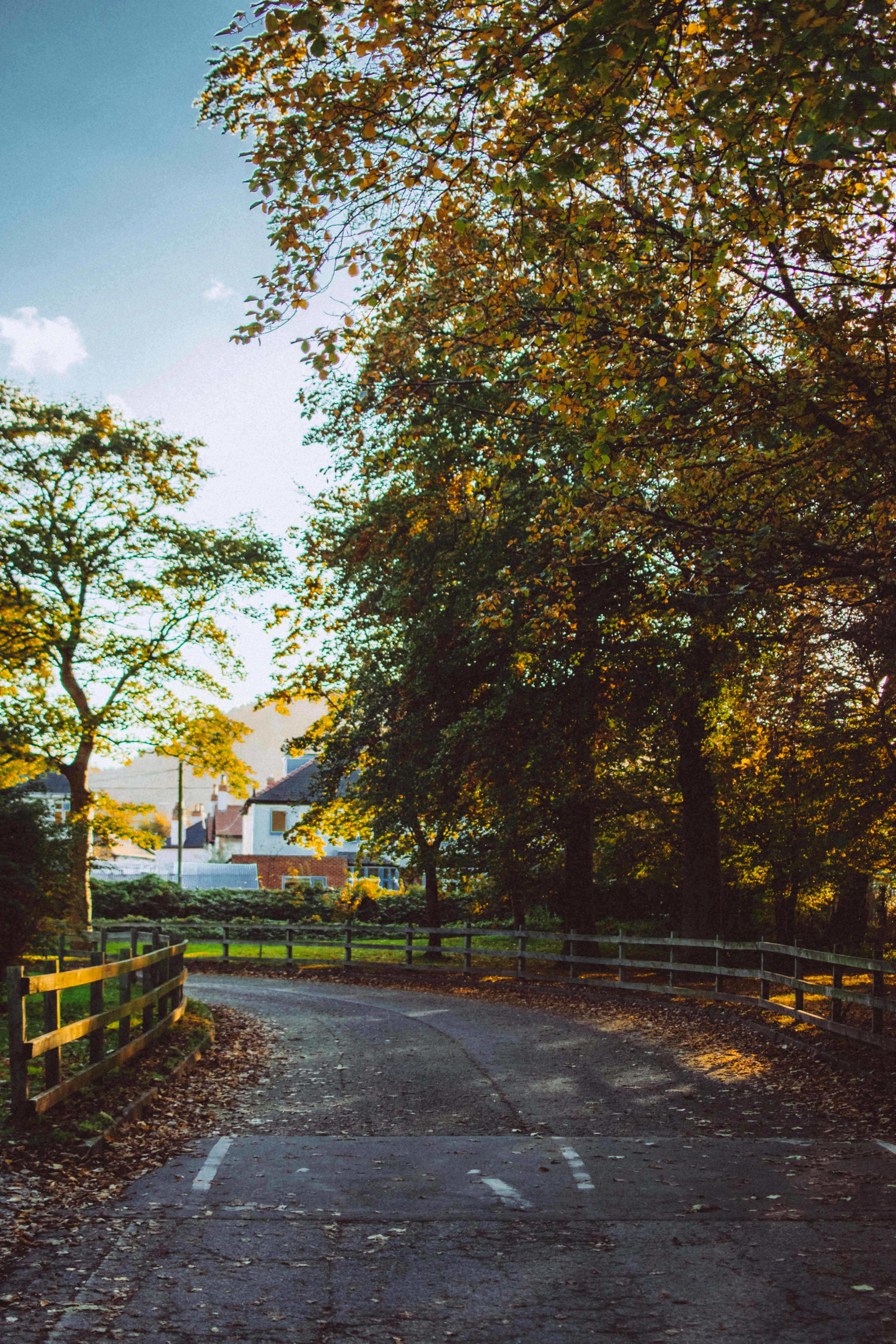 Charming autumn landscape with a pathway flanked by colorful trees and fences in a serene countryside.