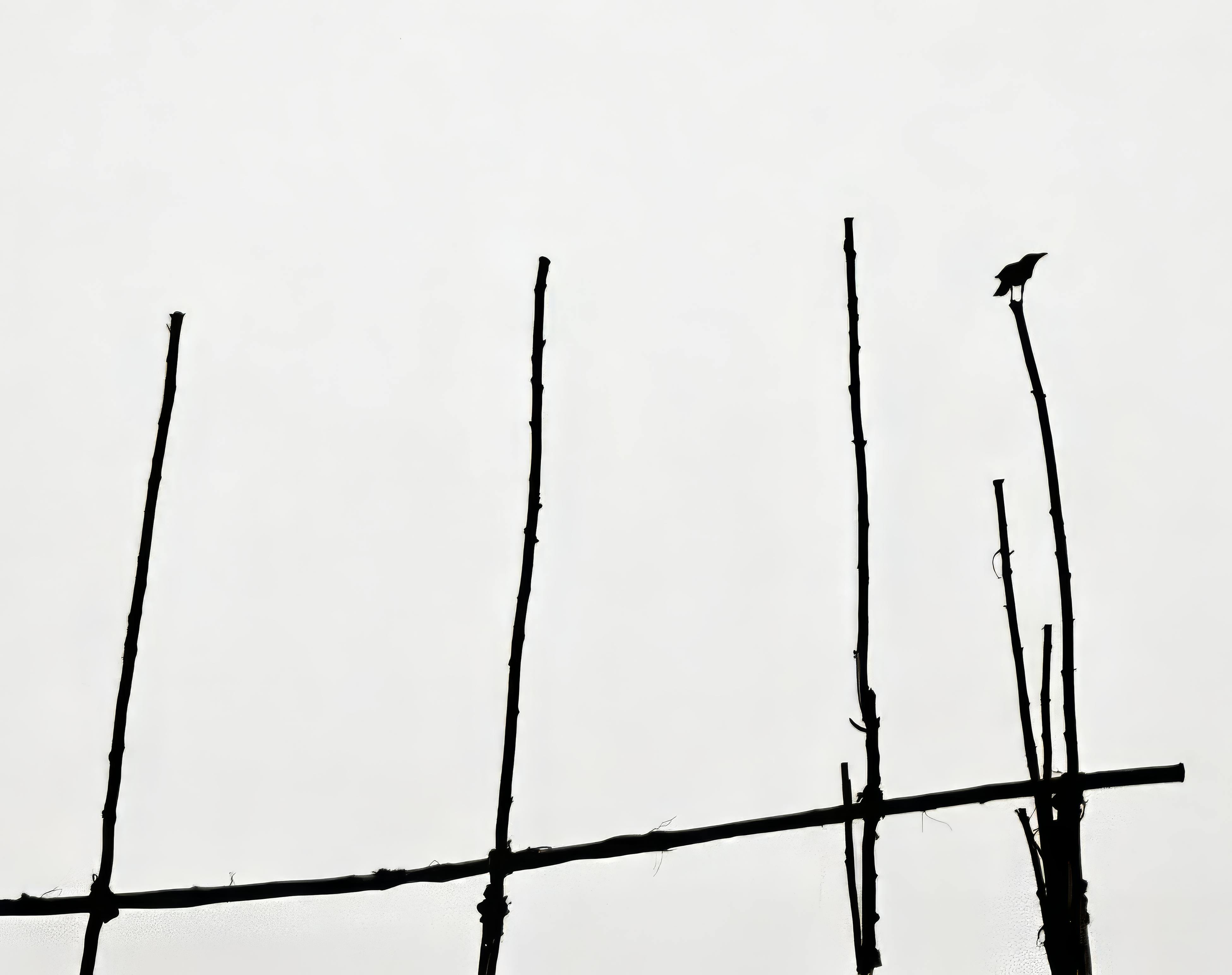 Free Silhouette of bird perched on branches against a plain backdrop. Stock Photo