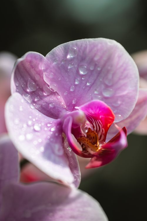 Free Stunning pink orchid flower with water droplets, perfect for nature photography. Stock Photo