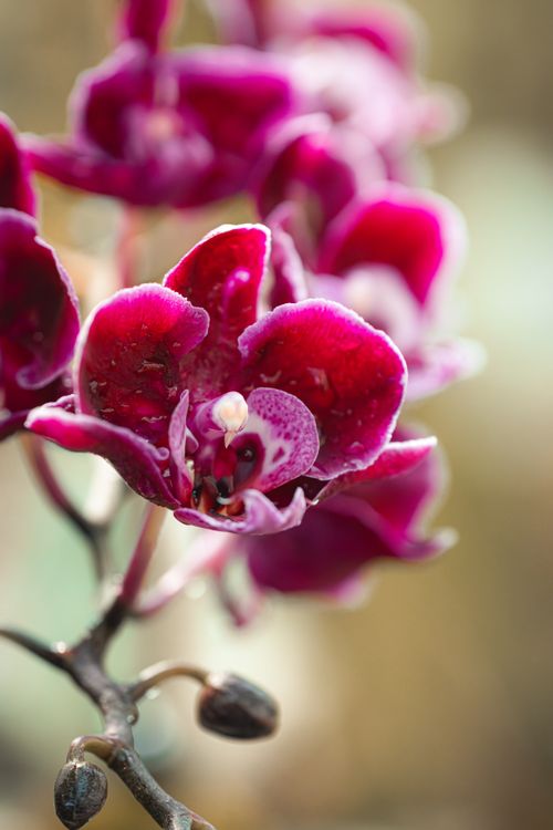 Free Vivid close-up of purple orchids showcasing intricate details and soft lighting, perfect for nature lovers. Stock Photo