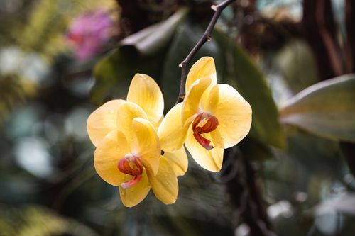 Free Stunning close-up of yellow orchids with a blurred green background, showcasing their vivid colors and natural beauty. Stock Photo