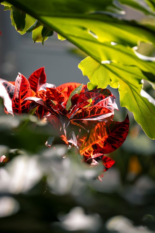 Free Bright red croton plant leaves bathed in sunlight, surrounded by lush greenery. Stock Photo