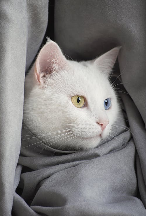 Základová fotografie zdarma na téma bílá kočka, chlupatý, domácí mazlíček