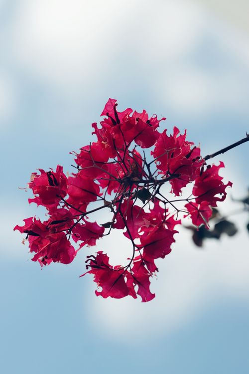 Free Bright red Bougainvillea flowers bloom vividly against a clear blue sky in Naxos, Greece. Stock Photo