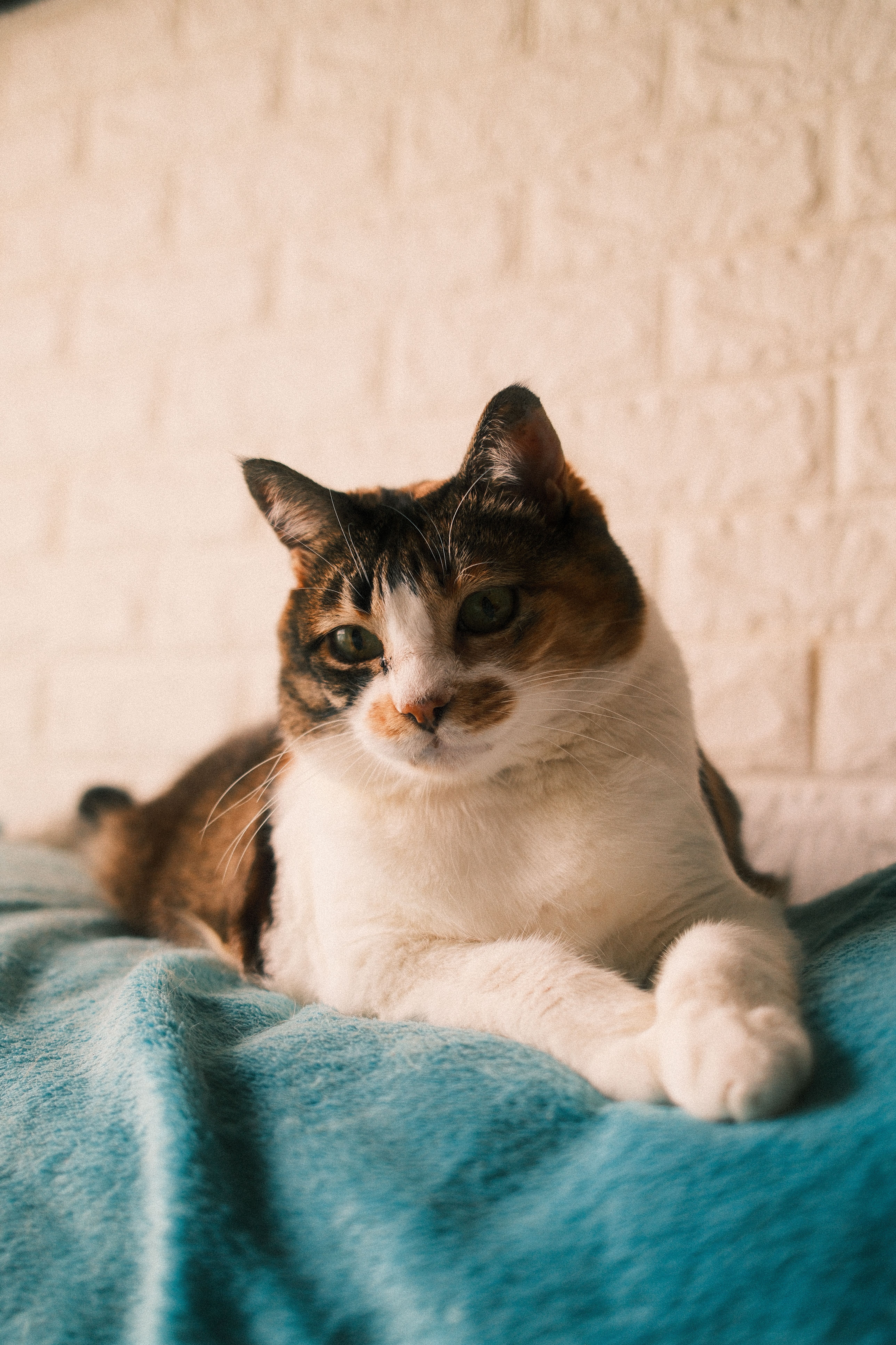 A relaxed calico cat lying on a soft blue blanket indoors, conveying a cozy atmosphere.