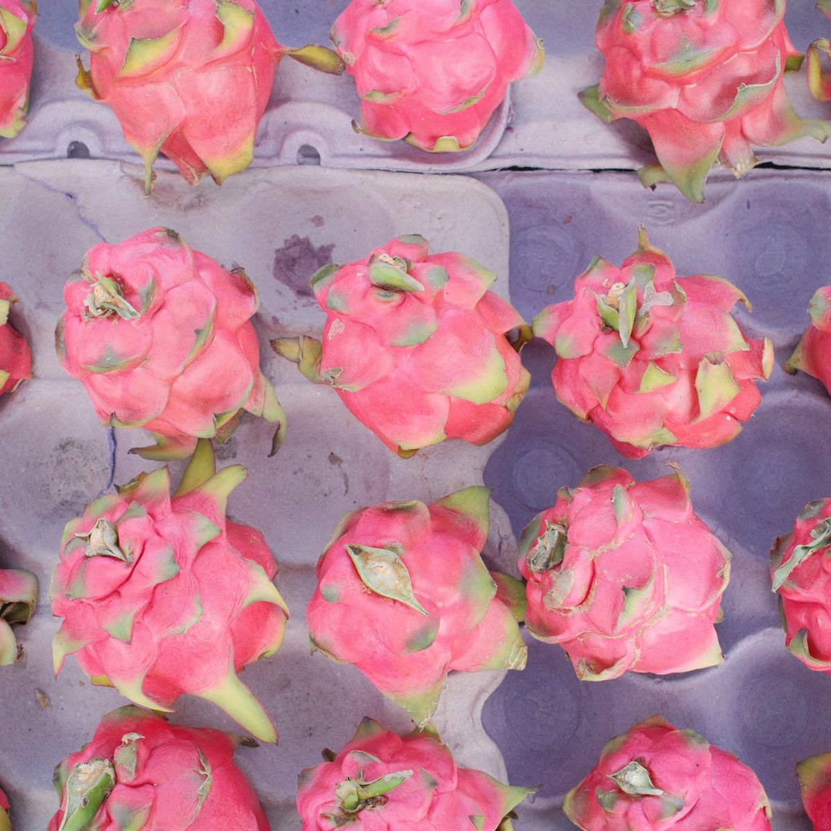 Dragon Fruit fruit