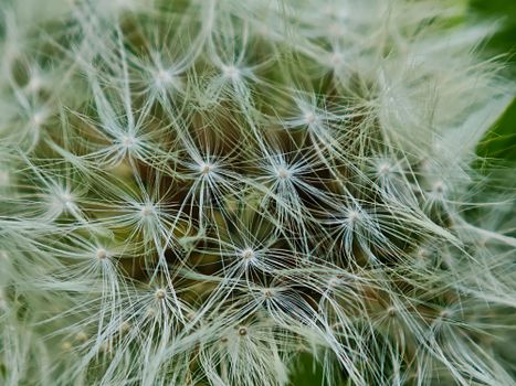 Close-up of a dandelion seed head showing detailed macro texture and delicate fluff.