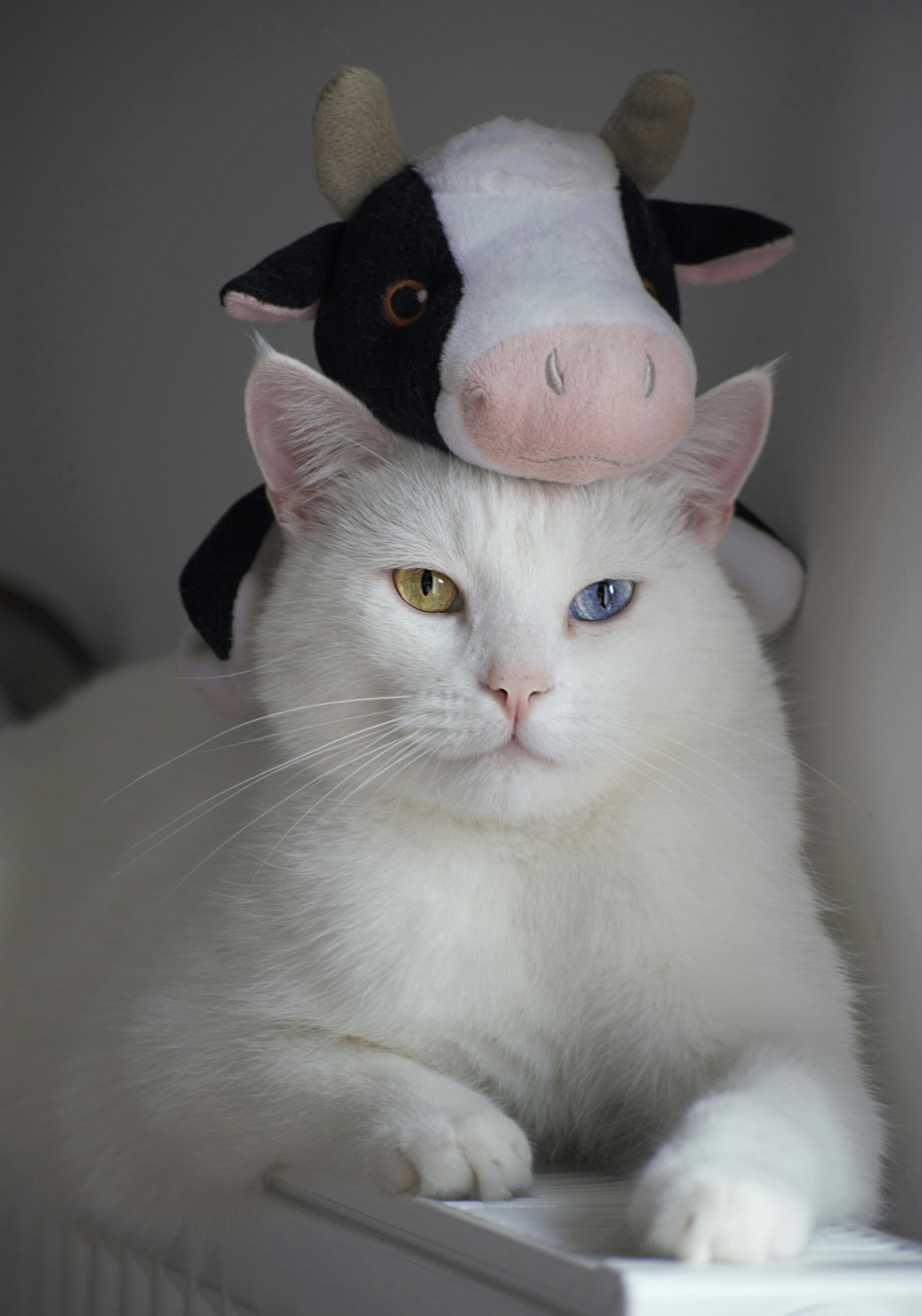 white cat with stuff toy on head