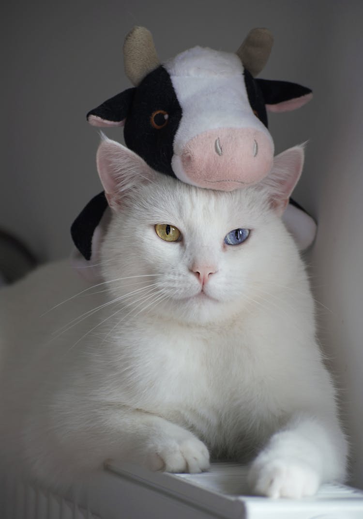 White Cat With Stuff Toy On Head