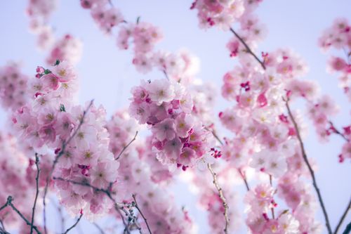 Free Dreamy cherry blossoms in full bloom against a clear spring sky. Stock Photo