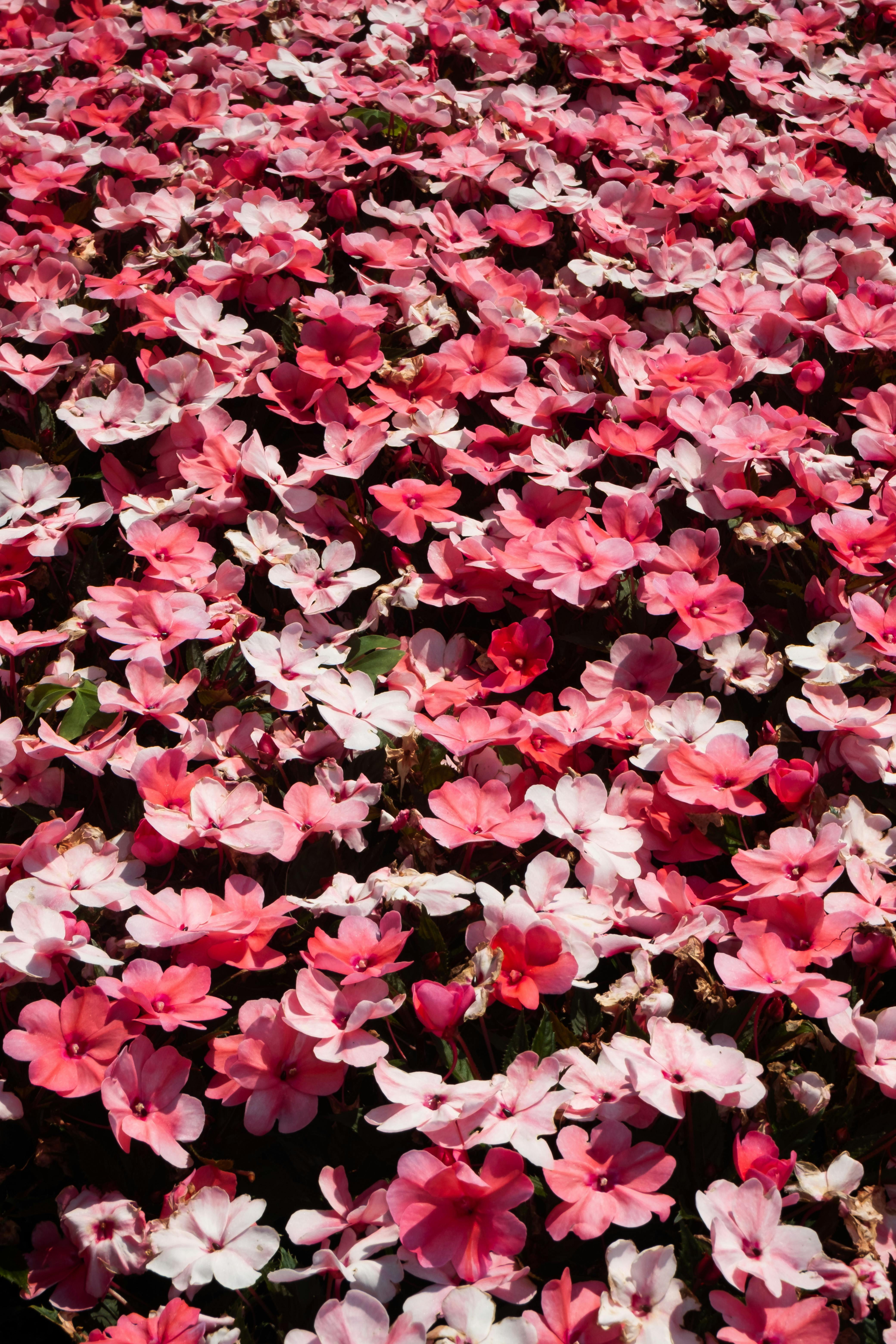 An array of pink and white flowers in full bloom, creating a vibrant and colorful scene.