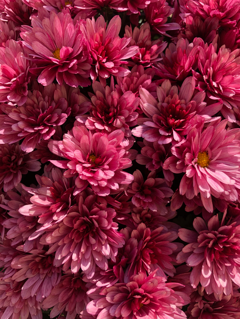Close-up of vibrant pink chrysanthemum flowers capturing their natural beauty and detail.