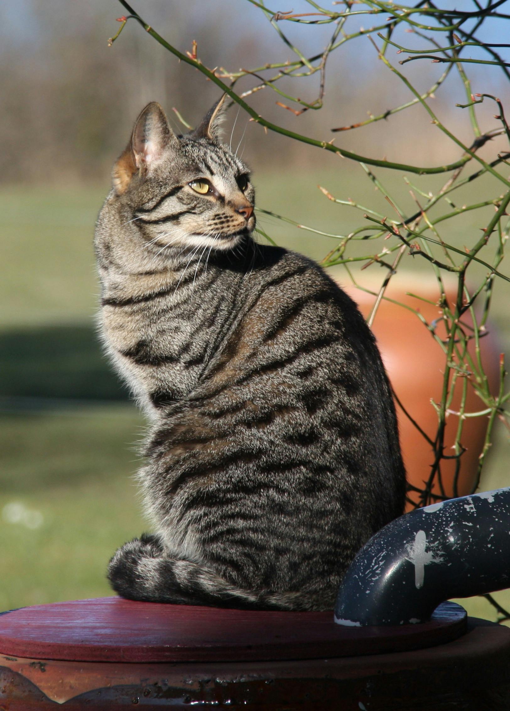 Kostenloses Foto Zum Thema Gestreifte Katze Grau Gestreifte