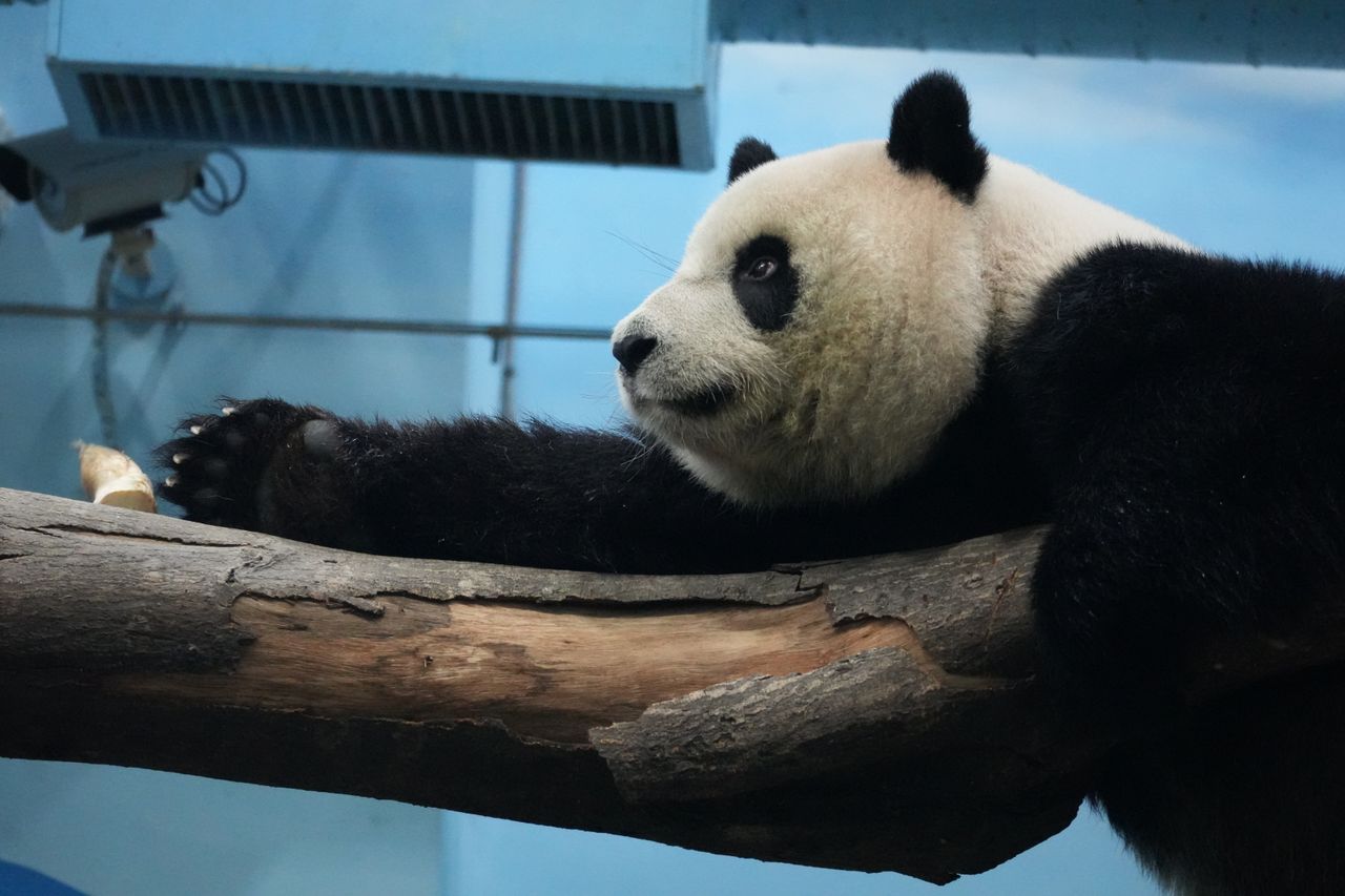giant panda resting on a log in an indoor zoo setting showcasing tranq