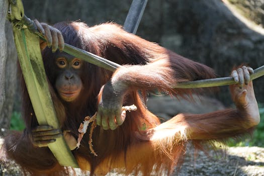 Ah, Gara-Gara Minyak Sawit, Habitat Orangutan Terancam - gara-gara 1
