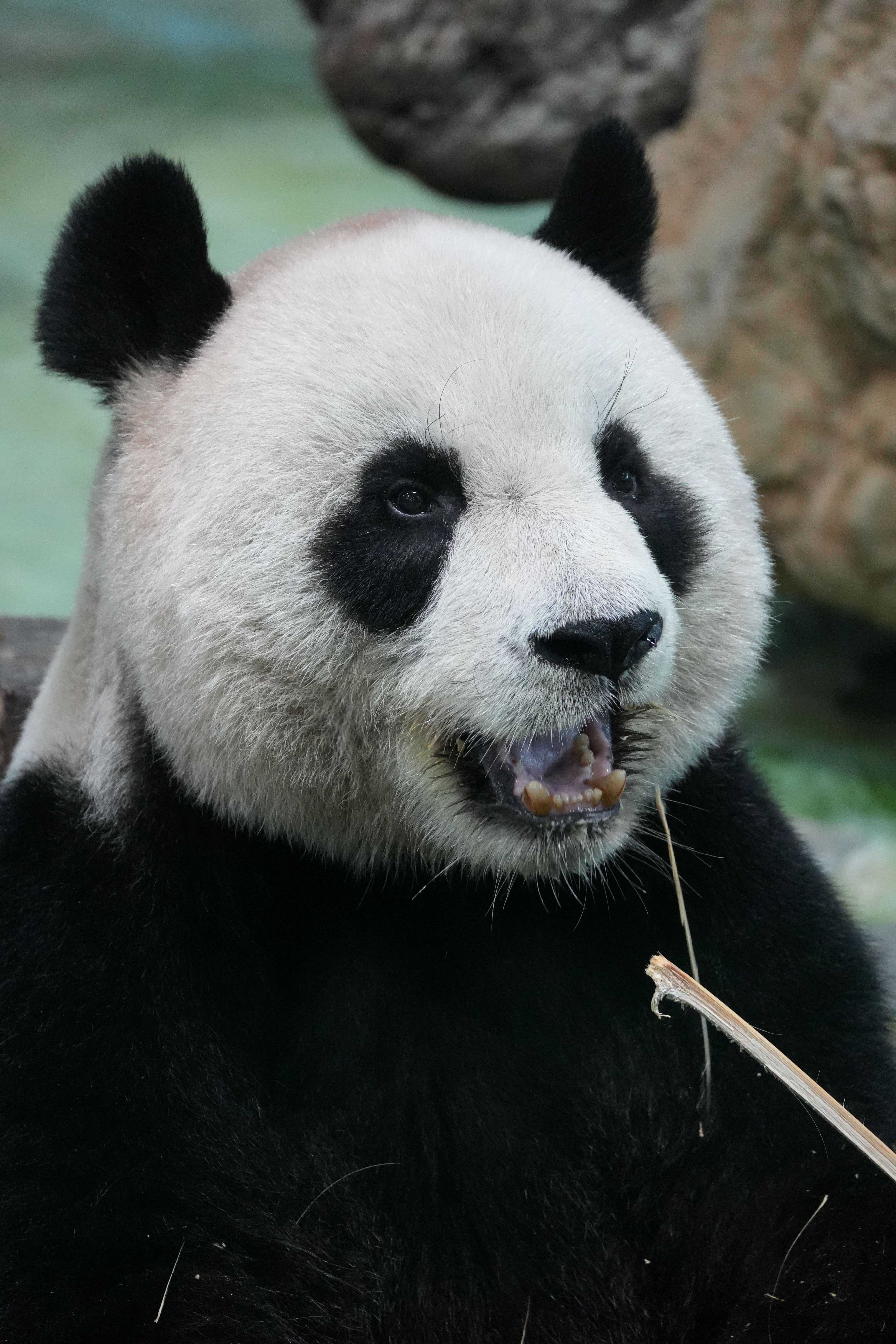 A giant panda eating bamboo in a naturalistic setting. Captured in detail.