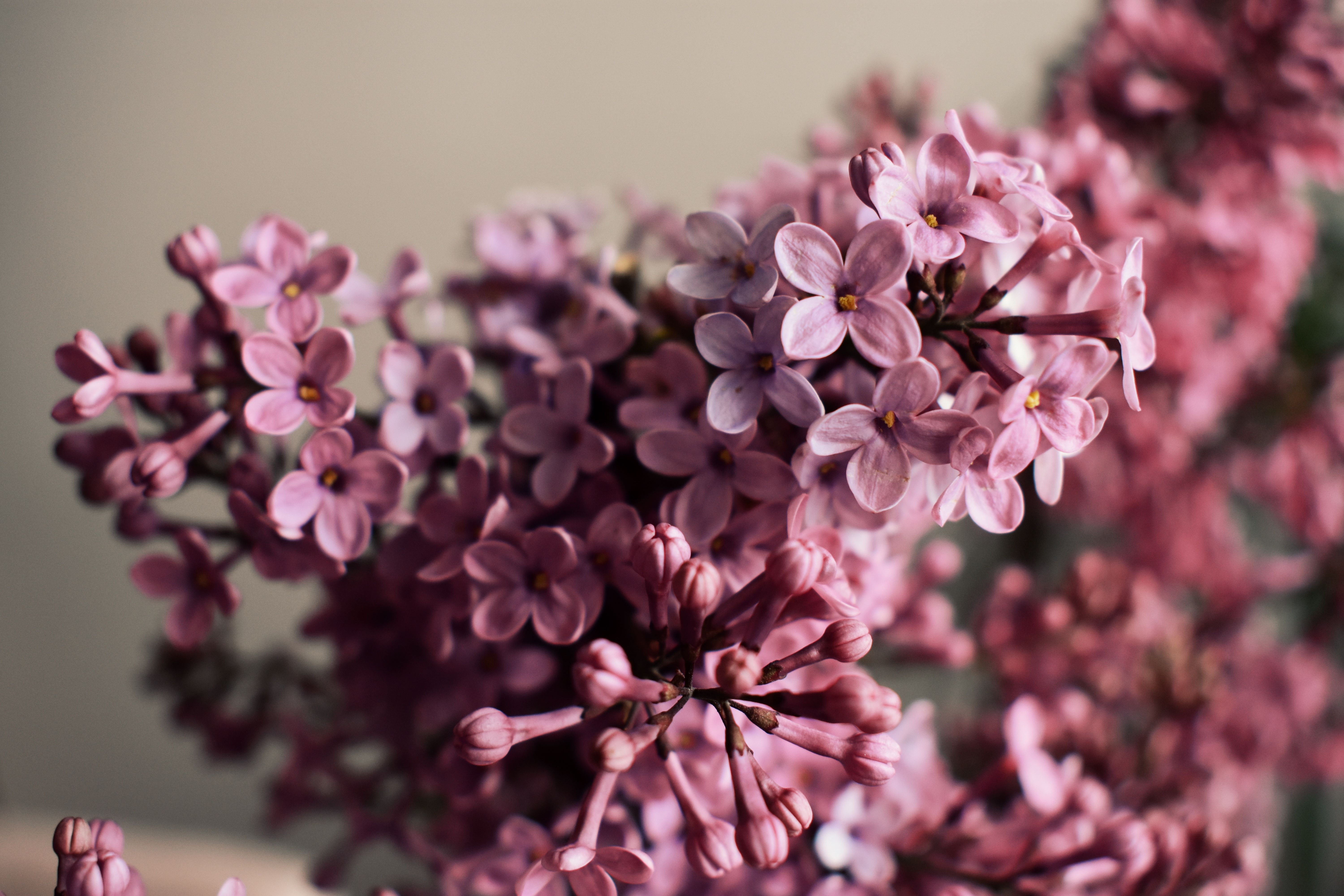 Close-up of Pink Lilac Flowers in Bloom · Free Stock Photo