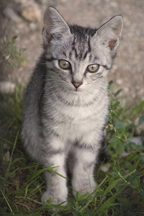 動物, 動物攝影, 哺乳動物 的 免费素材图片