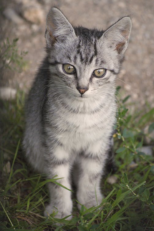 Grey Tabby Kitten Sitting on Grass · Free Stock Photo