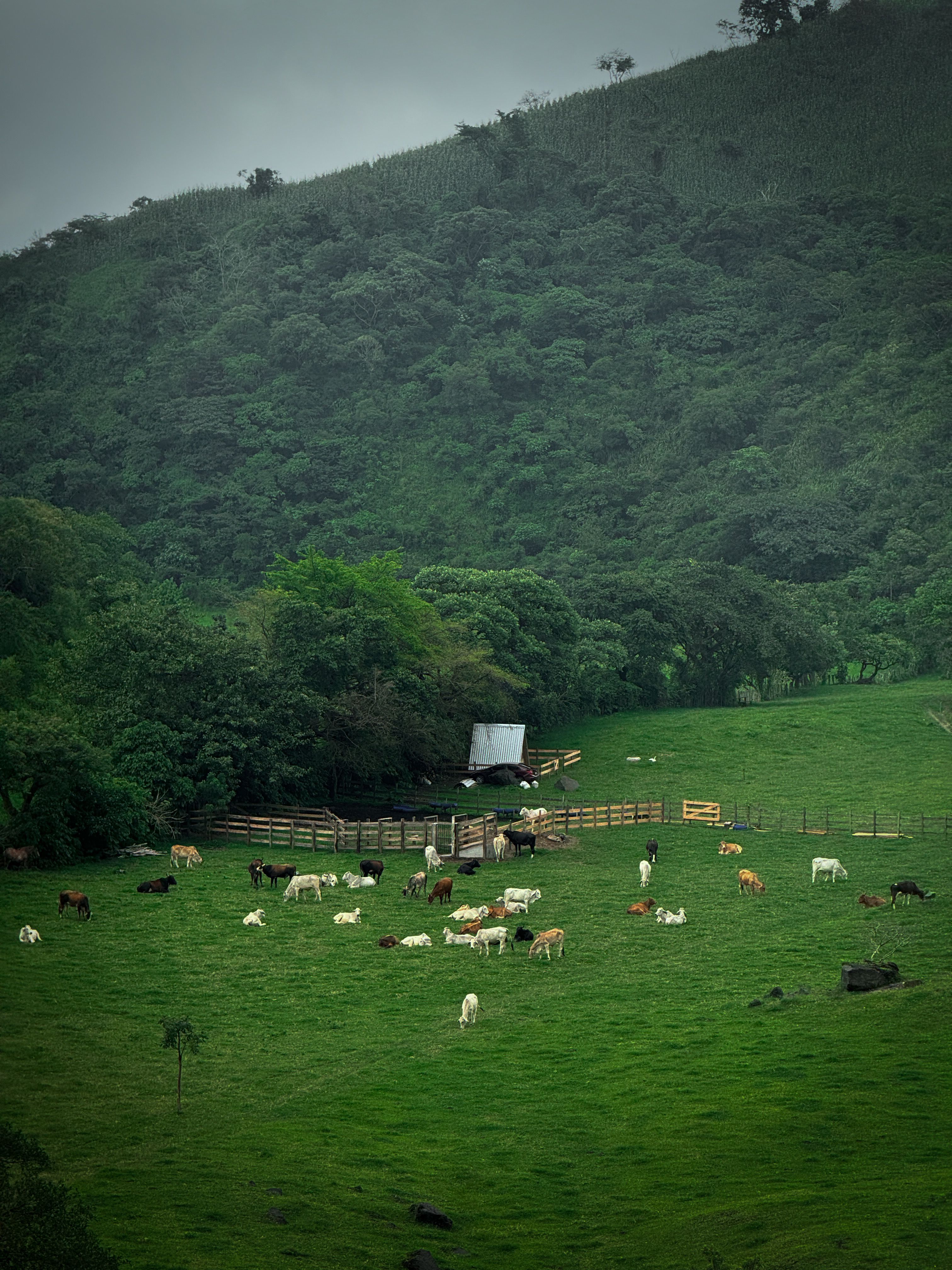 Alabama Livestock Background
