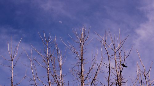 Free Bare branches and a crow against a blue sky with a visible moon. Stock Photo