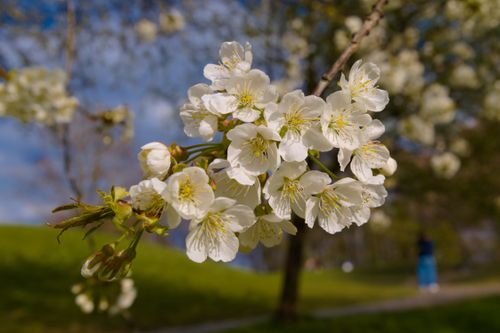 Free Delicate white cherry blossoms in full bloom captured in a sunny Munich park during springtime. Stock Photo